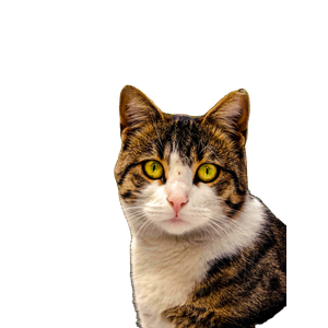 Gorgeous Tabby Cat With Striking Green Eyes In An Ankara Garden Setting. 15207 - Cat PNG image with transparent background